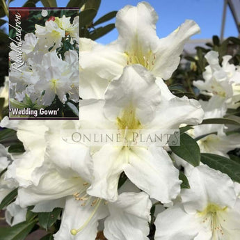 Rhododendron, Wedding Gown