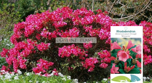 Buy Rhododendron Plant for Sale, Online Plants