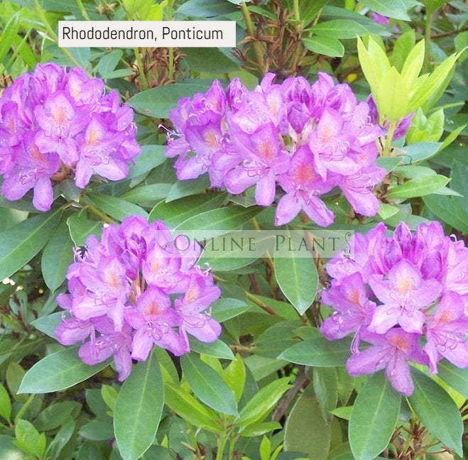 Rhododendron, Ponticum for Sale | Online Plants Australia