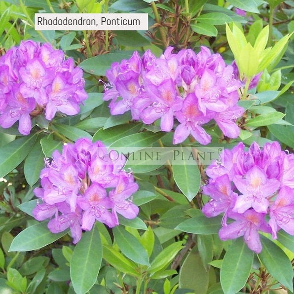 Buy Rhododendron Plant for Sale, Online Plants