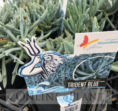 trident blue succulent Senecio Trident Blue For Sale