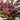 Alcantarea imperialis Silver Plum Bromeliad