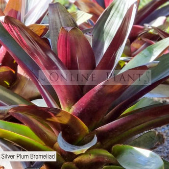 Alcantarea imperialis Silver Plum Bromeliad