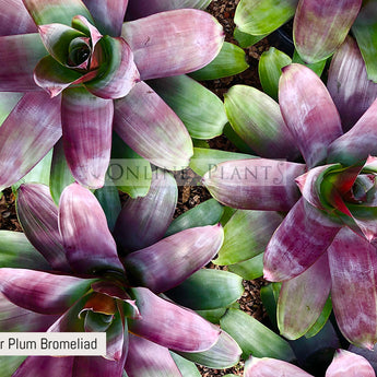 Alcantarea imperialis Silver Plum Bromeliad