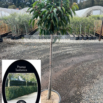 Standard Portuguese Laurel, Prunus lusitanica