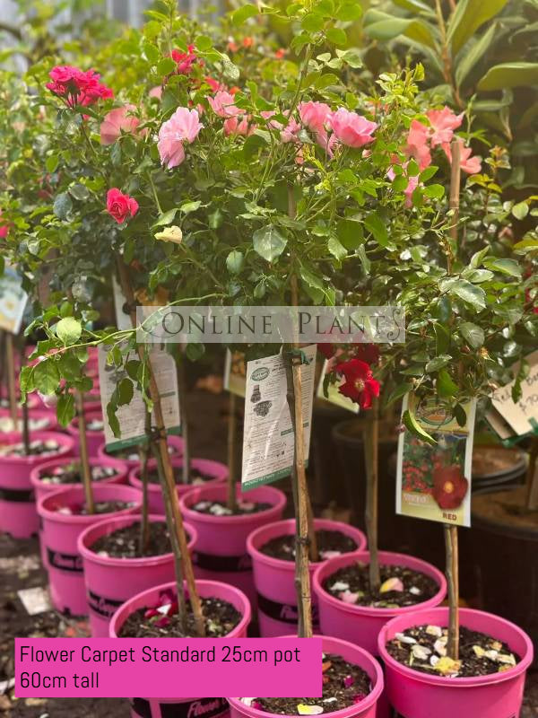 Carpert Roses Flower Carpet Rose Scarlet for Sale - Online Plants Australia