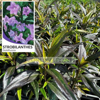 Strobilanthes anisophyllus Goldfussia