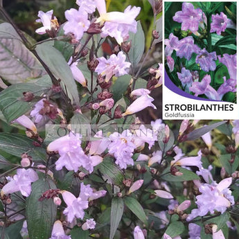 Strobilanthes anisophyllus Goldfussia