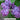 Syringa Vulgaris Congo Purple Lilac
