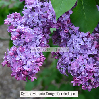 Syringa Vulgaris Congo Purple Lilac