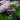 Syringa Vulgaris Katherine Havemeyer, Lilac