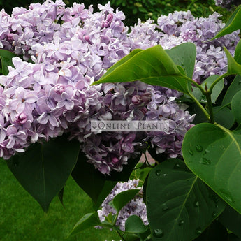 Syringa Vulgaris Katherine Havemeyer, Lilac