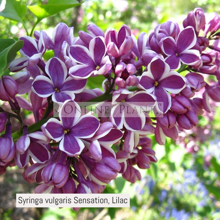 Stringlia Flower Buy Syringa Vulgaris Sensation, Lilac | Online Plants Melbourne