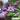Syringa x hyacinthiflora Alice Eastwood, Lilac