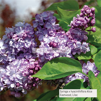 Syringa x hyacinthiflora Alice Eastwood, Lilac