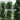 Syzygium australe (SAN01) Straight and Narrow™
