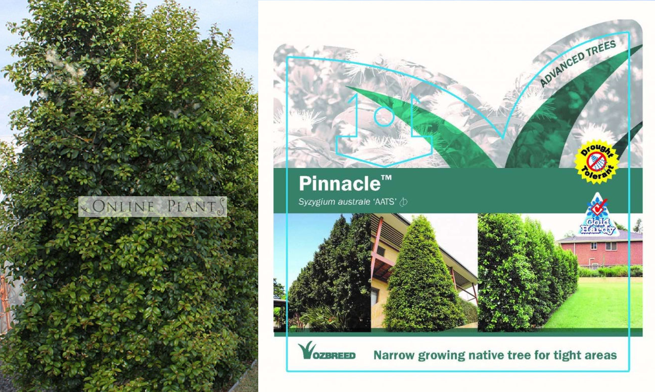 Pinnacle Tree Syzygium australe PINNACLE™ PBR For Sale | Online Plants Melbourne ...