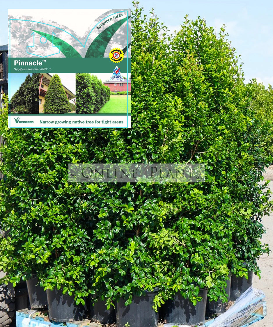 Syzygium australe PINNACLE™ PBR For Sale | Online Plants Melbourne ...