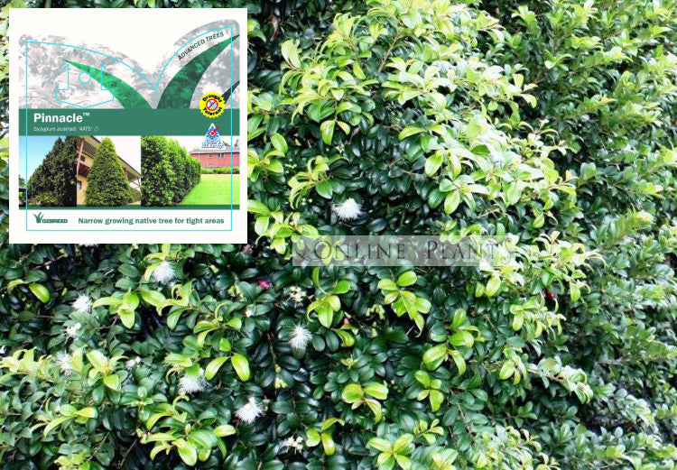 Pinnacle Tree Syzygium australe PINNACLE™ PBR For Sale | Online Plants Melbourne ...