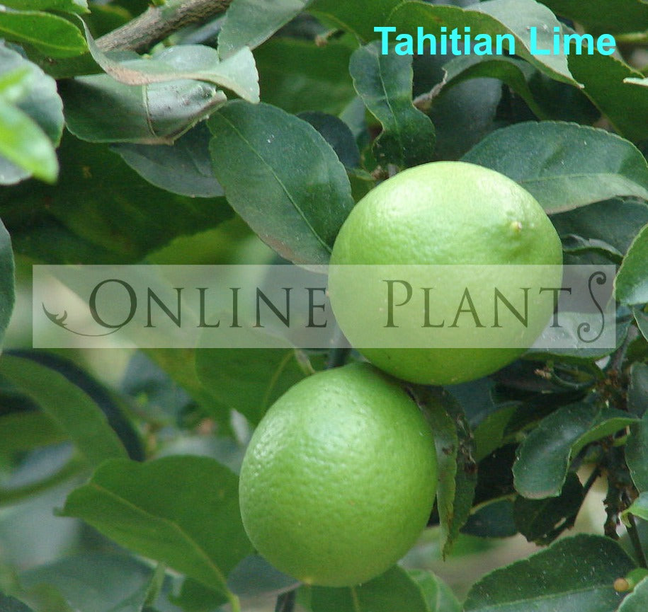 Lime Size Tahitian Lime for Sale | Online Plants Australia