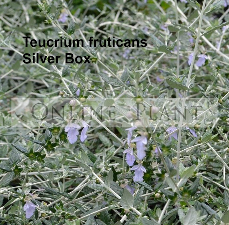 buy-teucrium-fruticans-germander-silver-box-online-plants