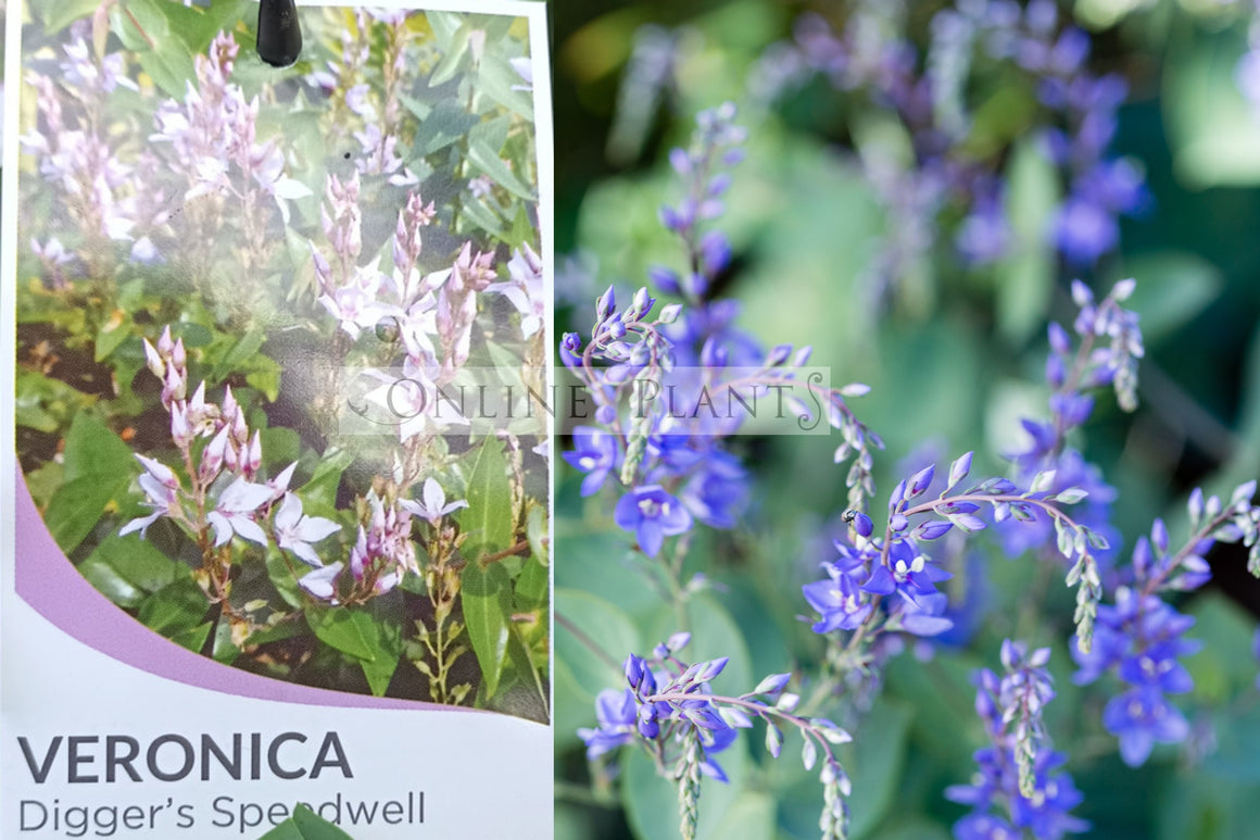 Veronica perfoliata (Syn. Derwentia) Diggers Speedwell