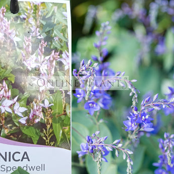Veronica perfoliata (Syn. Derwentia) Diggers Speedwell