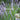 Veronica perfoliata (Syn. Derwentia) Diggers Speedwell