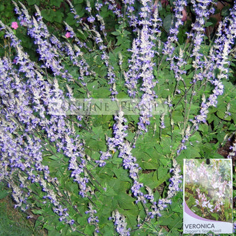 Veronica perfoliata (Syn. Derwentia) Diggers Speedwell