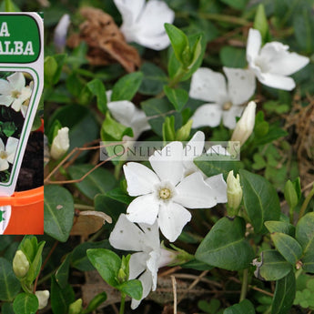 Vinca Minor Alba