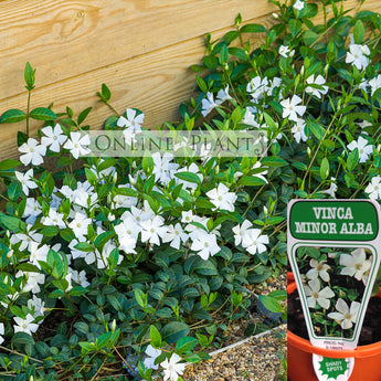 Vinca Minor Alba