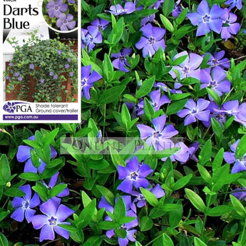 Vinca Minor Darts Blue