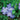 Vinca Minor Darts Blue