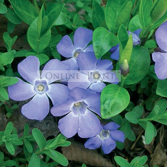 Vinca Minor Darts Blue