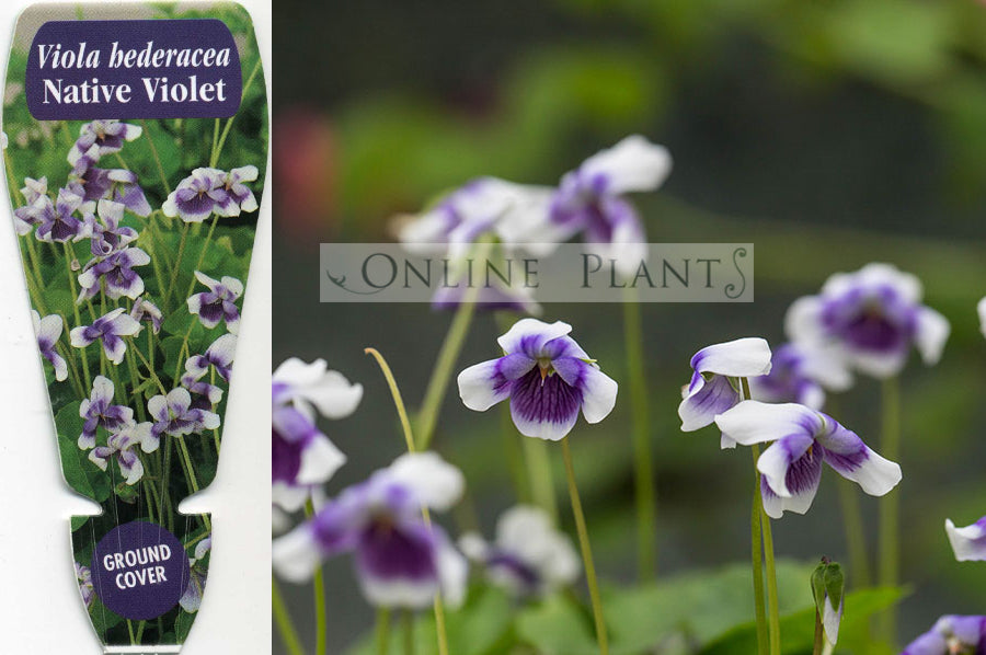 Viola Hederacea Native Violet for Sale | Online Plants Australia