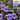 Viola labridorica