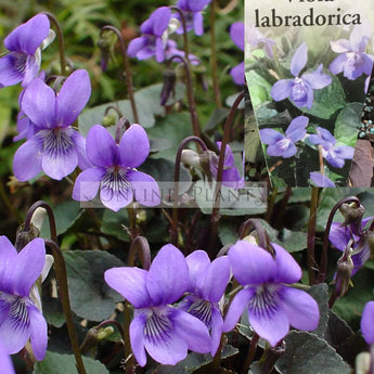 Viola labridorica