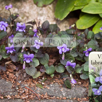 Viola labridorica