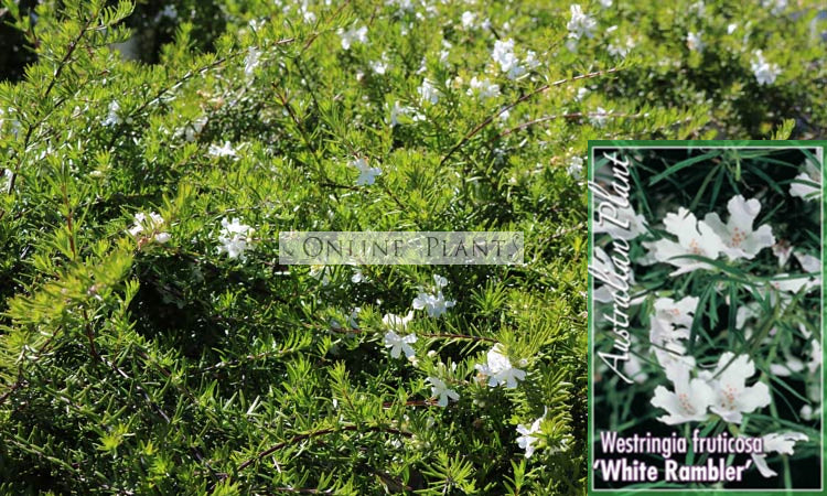 White Multiflora Rambler Westringia White Rambler for Sale | Online Plants Australia