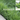 Zoysia spp (ZOY01)  OZBREED ZEN GRASS