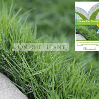Australian Plants Online, Plant Nursery Melbourne - Online Plants