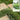 Zoysia spp (ZOY01)  OZBREED ZEN GRASS