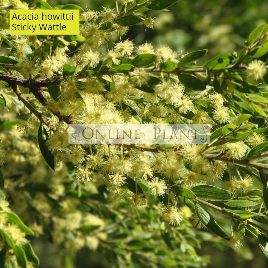 Vorlage: Acacia Howitti Sticky Wattle - Online Plants Melbourne Acacia Howitti Sticky Wattle - Online Plants Melbourne Bildidee