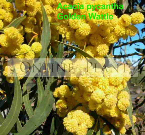 (Custom Personalised) Golden Wattle TShirt Australia Acacia Pycnantha Mix Aboriginal