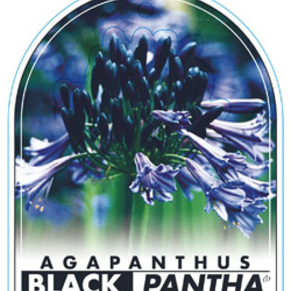 Agapanthus Plant Varieties for Sale Australia - Lily of the Nile
