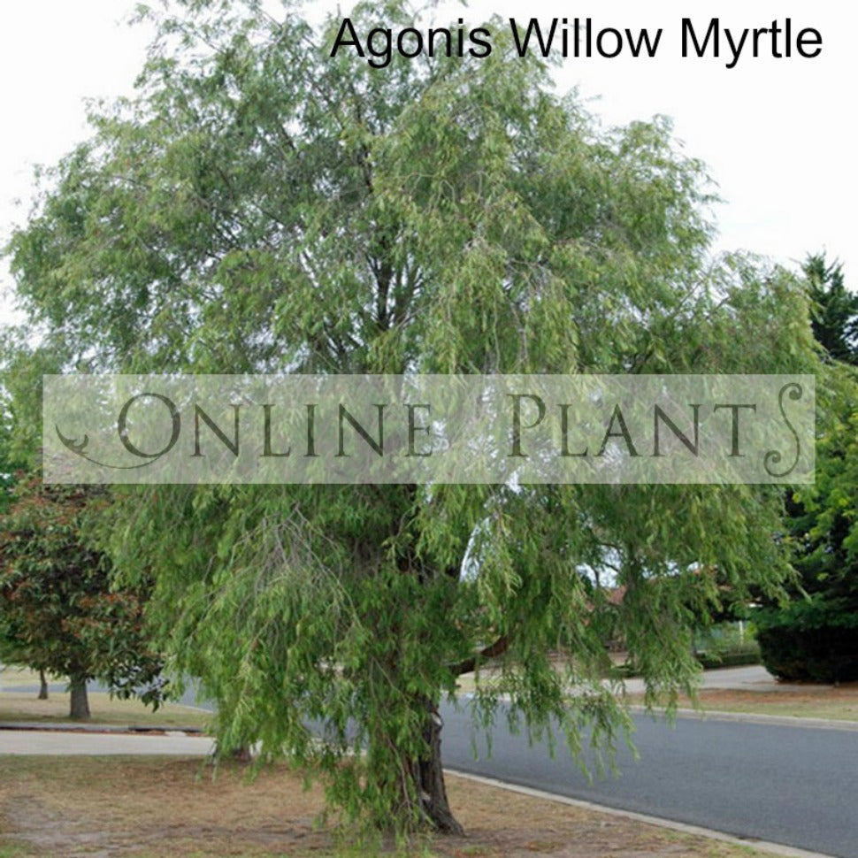 Agonis Willow Myrtle For Sale, Online Plants Melbourne
