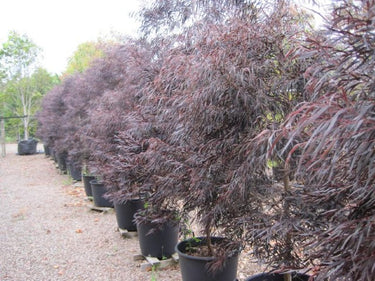 Agonis After Dark | Online Plants Melbourne, Australia