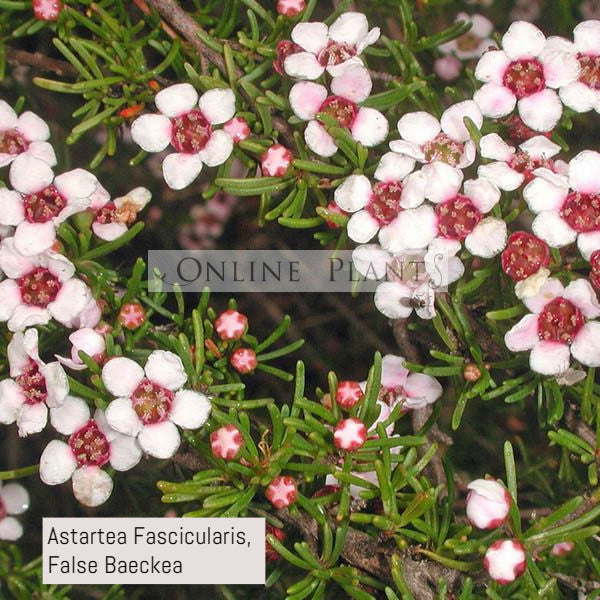 Astartea Astartea Fascicularis, False Baeckea for sale | Online Plants Melbourne