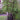 Phyllostachys Nigra Black Bamboo