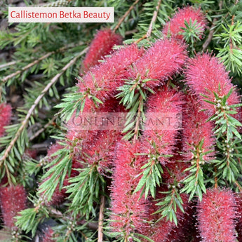 Callistemon Ken Morrisonii Betka Beauty